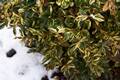 Buxus sempervirens Aureo Variegata IMG_8824 Bukszpan wieczniezielony